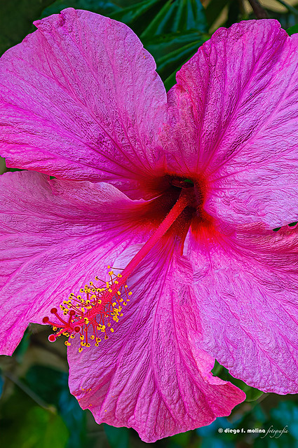 Flor de hibiscus