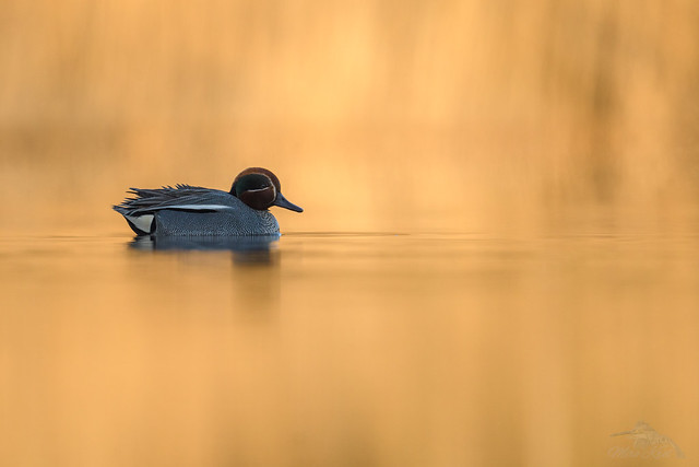 Common Teal at sunrise #3