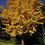 Autumn Gold The color of Autumn in Alabama