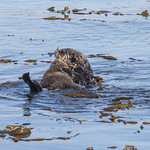 Sea Otter at Morro Bay-59 10-24-24 