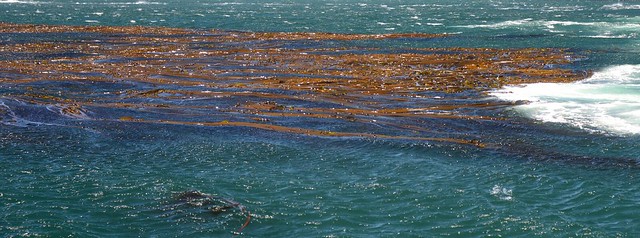 salish sea kelp & colors 02