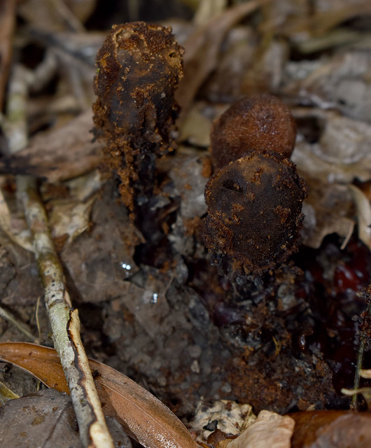 Balanophora fungosa ssp fungosa, Speerwah, near Cairns, QLD, 28/09/23