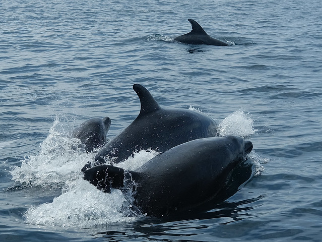 Grands dauphins en famille dans le golfe de Biscaye.