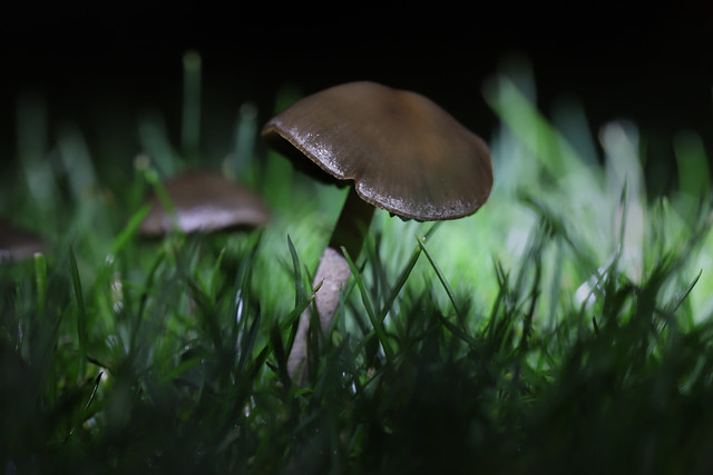 Mushrooms on the Lawn