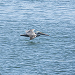 Brown Pelican in flight over Morro Bay-05 10-24-24 