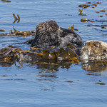 Sea Otter at Morro Bay-72 10-24-24 