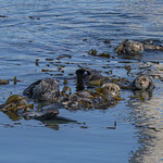 Sea Otter at Morro Bay-51 10-24-24 