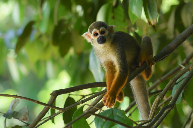 Guianan squirrel monkey (Saimiri sciureus)