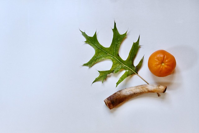 The Oak Leaf, the Baby Back Rib Bone and the Mandarin Orange