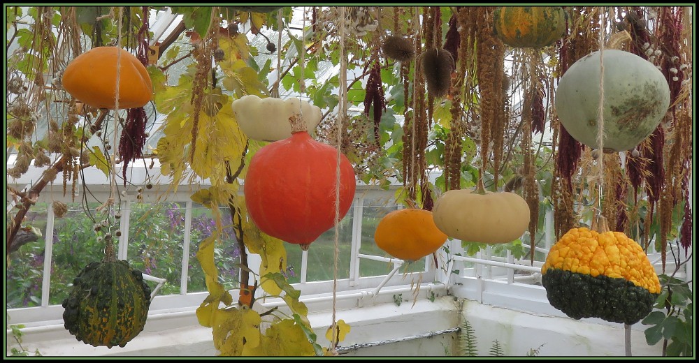 Hanging Gourds