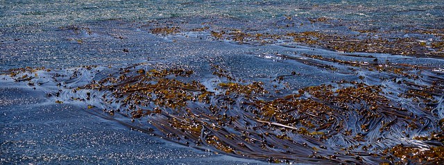 salish sea kelp & colors 01
