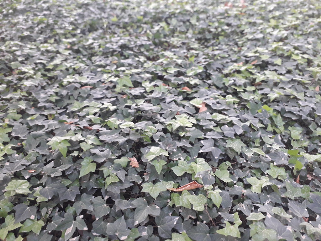 A Carpet  of Ivy,  Retiro Park. Madrid, Spain