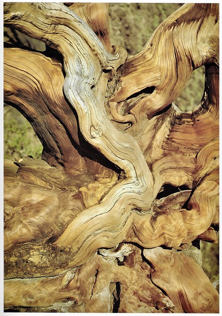 Bristlecone pine tree, White Mountains