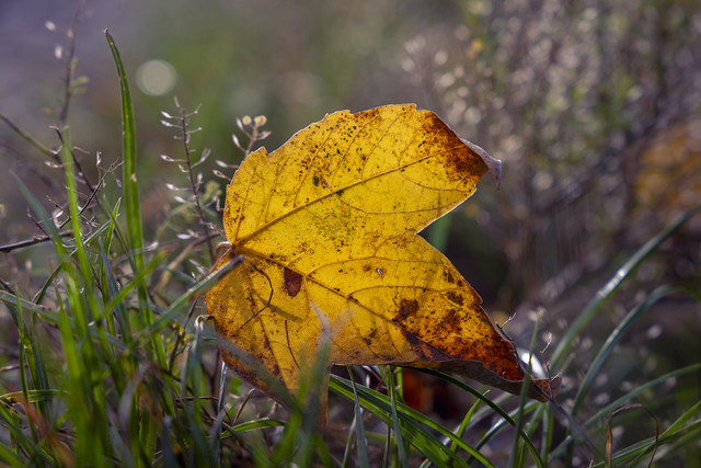 How beautiful the leaves grow old. How full of light and color are their last days... (John Burroughs)