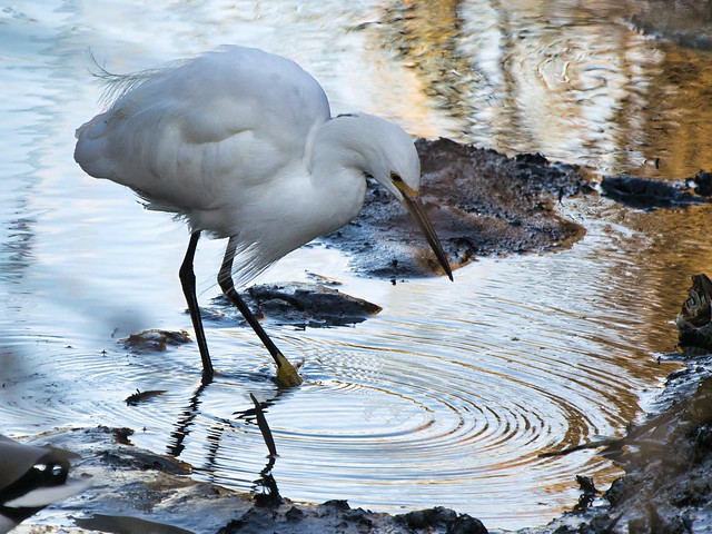 Snowy egret @ Alviso Marina County Park