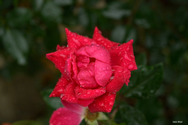 Rose with rain drops on petals.