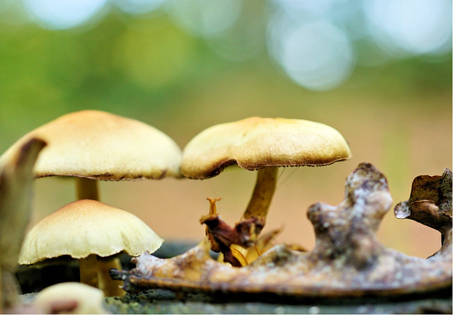 mushrooms and bokeh...........in the wood