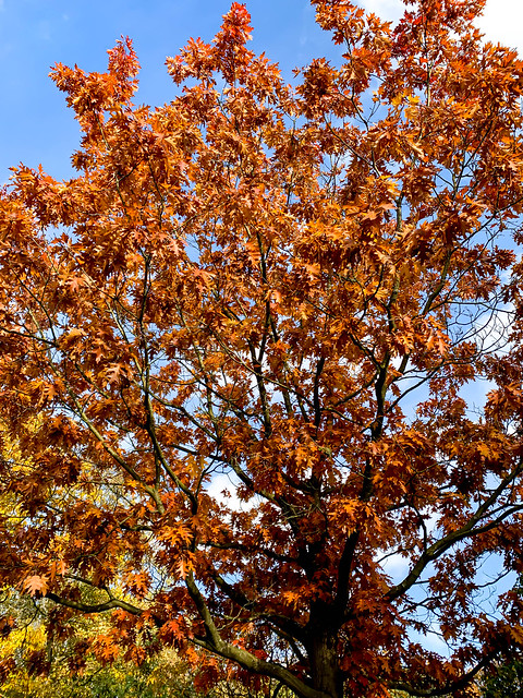 Herbstfarben vor blauweißem Himmel 01