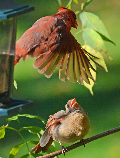 As Father Cardinal leaves the birdfeeder, young Cardinal implores him to come back