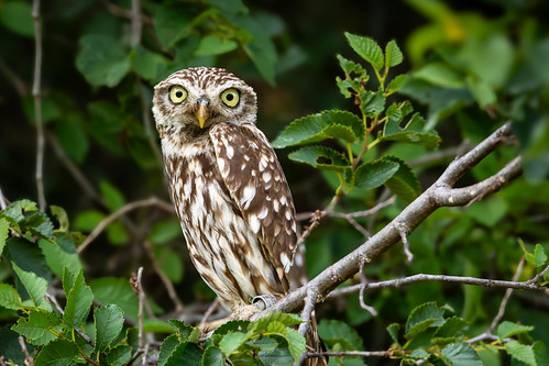 Steinkauz (Athene Noctua) / Little Owl | by eribe-foto