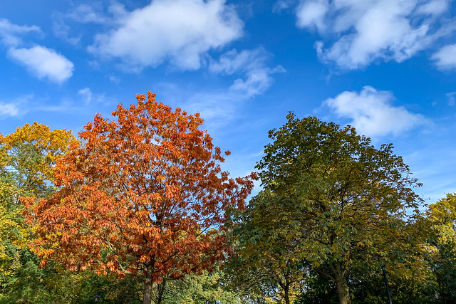 Herbstfarben vor blauweißem Himmel