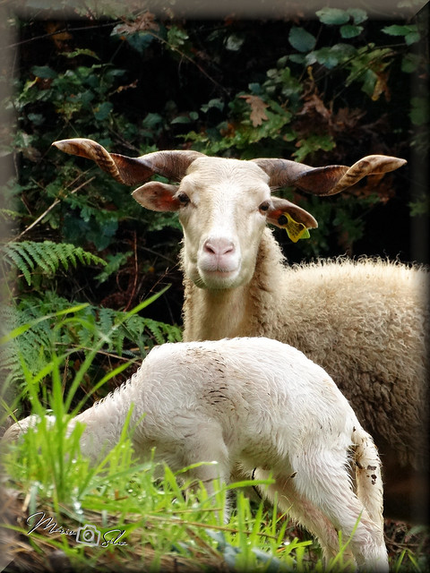 A ovelha bordaleira que adorava ser fotografada
