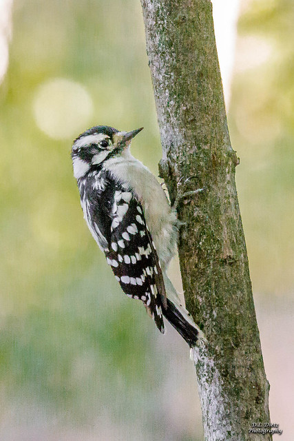 Downy Woodpecker #6 - 2020-09-19