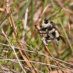 Florida Beekiller (Mallophora bomboides) Split Oak Forest WEA, Orange County, FL, October 2023.  Bioblitz.