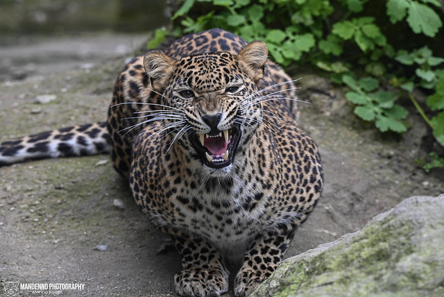Sri lanka leopard - Zoo Jihlava
