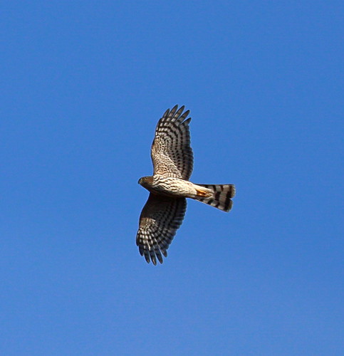 Sharp-shinned Hawk2 | by Nik Teichmann