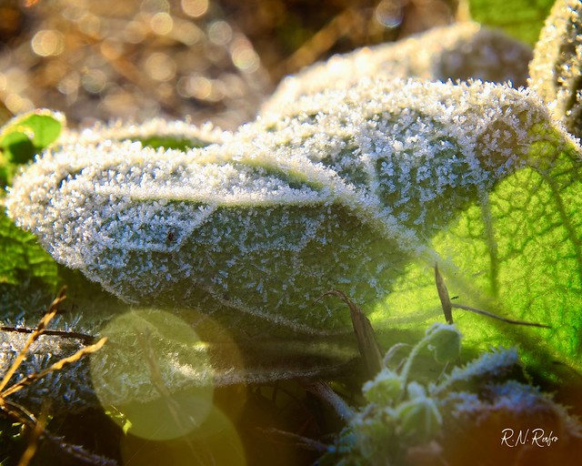 Frost covered lambs ears