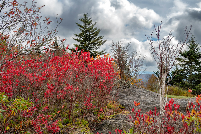 Blue Ridge mountain top flora
