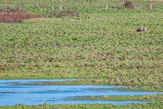 Seeadler-Paar in den Salzwiesen hinter dem Deich