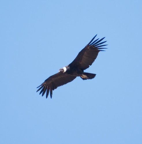 holidays|20230912argentina ioctaxonomy|newworldvulturescathartidae|vultur|andeancondor places|america|argentina styles|flying where|argentina|tucumánprovince|tafídelvalle year|2023 others|affinity