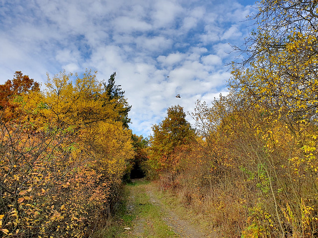 nature_mixed_forest_in_autumn_colors_059