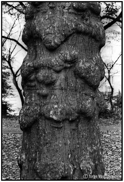 Tree Trunk - Central Park - New York City - 27 October 1994 - N-219-17 - Kodak Tri X