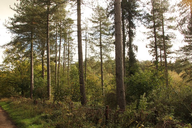 Cotgrave Forest