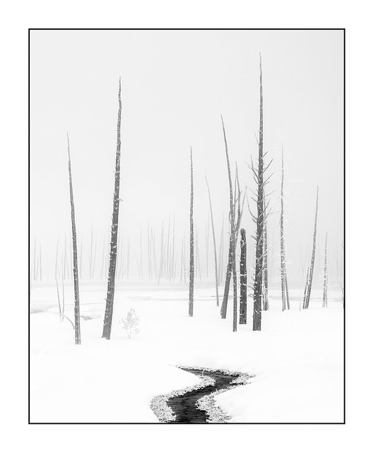 Yellowstone NP Dead Trees VIII