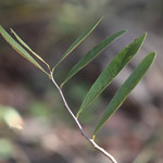 Dwarf Pawpaw (Asimina pygmea) Split Oak Forest WEA, Orange County, FL, October 2023.  Bioblitz.