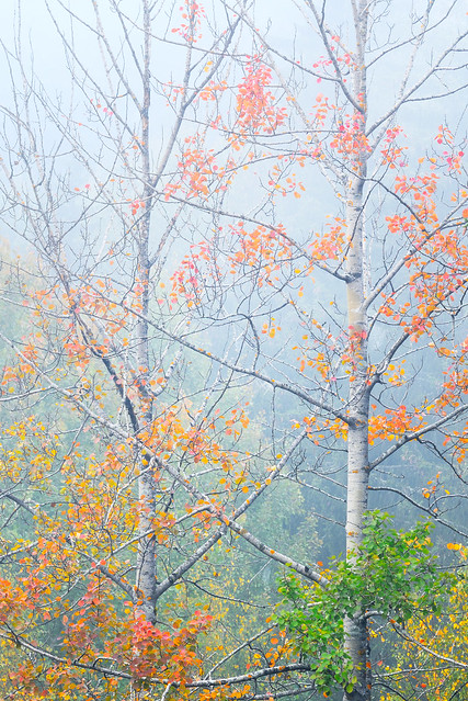 Autumn colors in fog