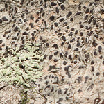 Sac Fungus (Ascomycetes) Split Oak Forest WEA, Orange County, FL, October 2023.  Bioblitz.