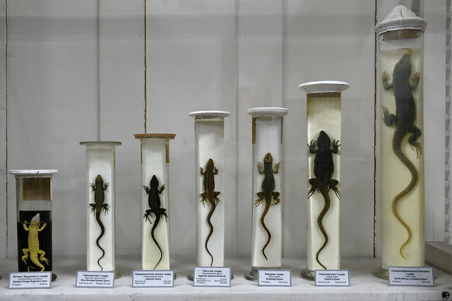 Lizard exhibition