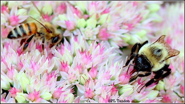 Honeybee and Bumblebee on Sedum