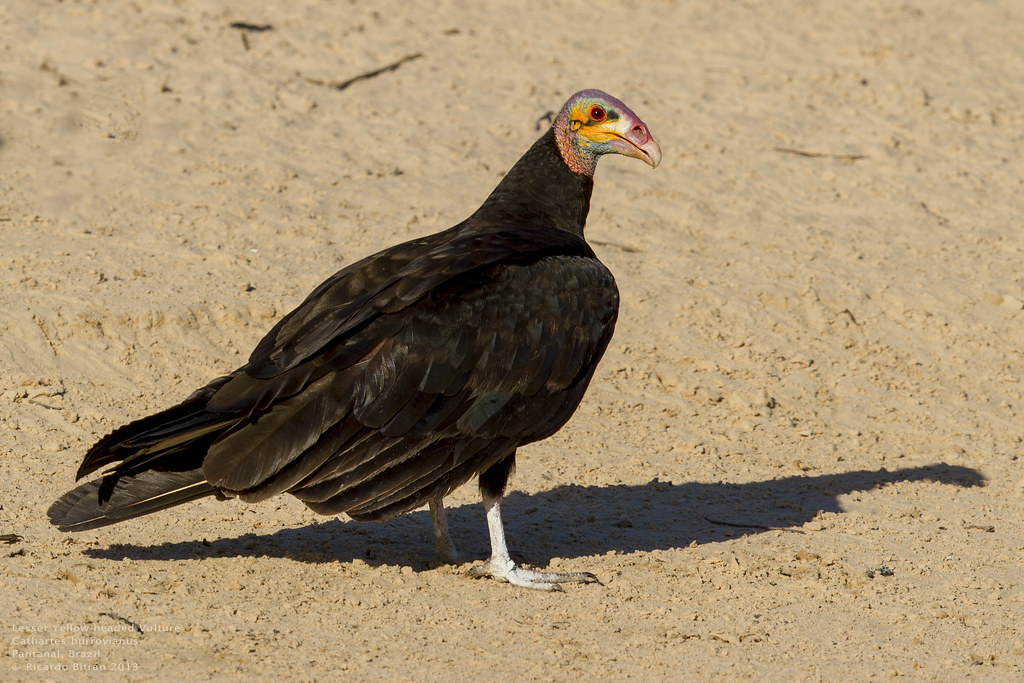 Lesser Yellow-headed Vulture (Cathartes burrovianus) Pantanal 2013