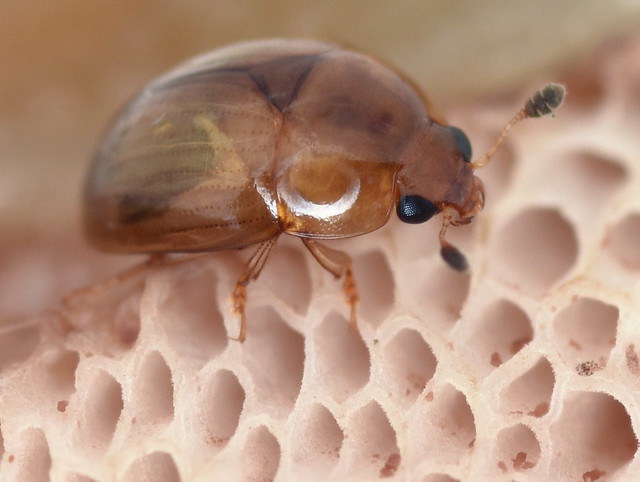 3.8 mm sap-feeding beetle