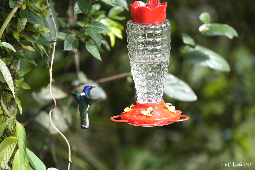 White-necked Jacobin: vertical approach