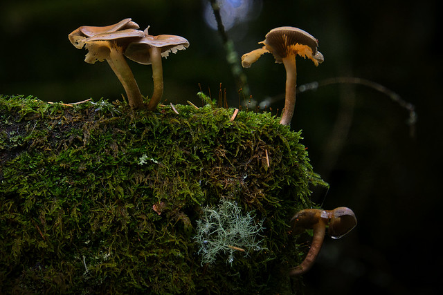 Forest funghi