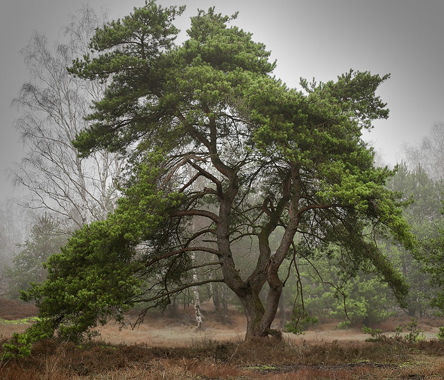 Just a tree on a hazy day