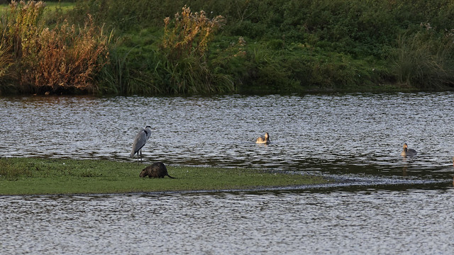 Hydrophilic birds and a rodent in the nature reserve 