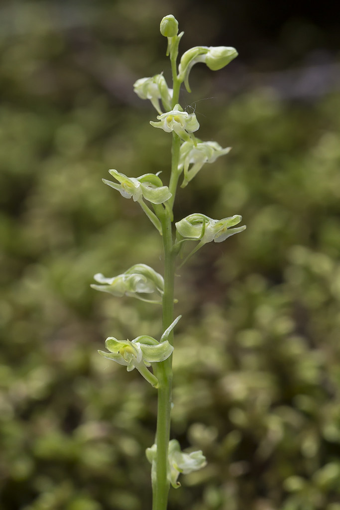 Platanthera obtusata - inflorescence